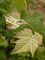 Vitis vinifera 'Shiraz', National Wine Centre, near Adelaide Botanic Gardens P1080854